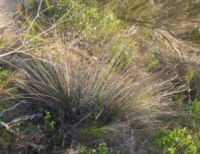 Schoenus arenicola, photographed by douglaseustonbrown