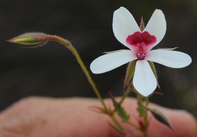 Pelargonium setulosum, photographed by Tony Rebelo