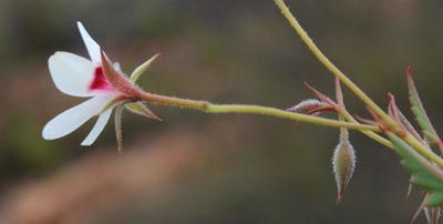 Pelargonium setulosum, photographed by Tony Rebelo