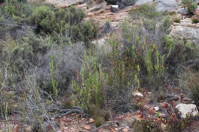 Cliffortia crenata, photographed by Tony Rebelo