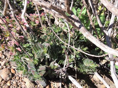 Crassula ciliata, photographed by Jacques van der Merwe