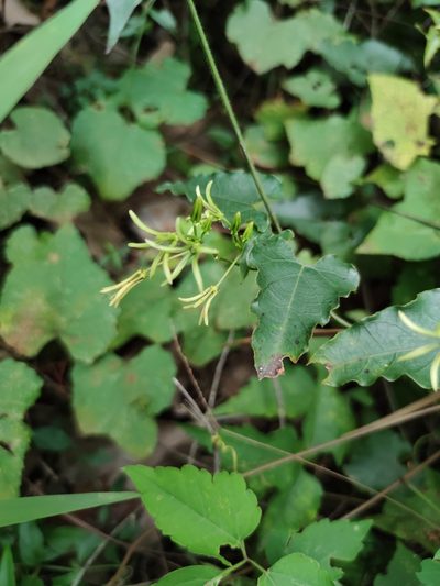 Gonolobus calcaratus, photographed by Liliana Ramírez-Freire