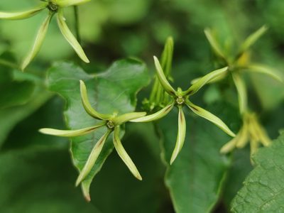 Gonolobus calcaratus, photographed by Liliana Ramírez-Freire