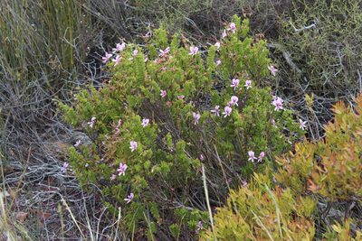 Pelargonium hermanniifolium, photographed by Tony Rebelo
