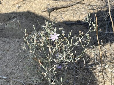 Stephanomeria exigua, photographed by Bobby McCabe