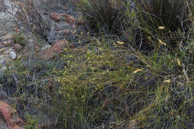 Centella thesioides, photographed by Tony Rebelo