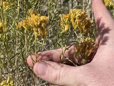 Chrysothamnus viscidiflorus, photographed by Bobby McCabe