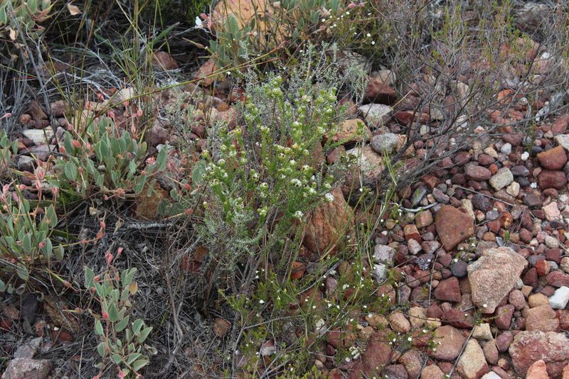 Phylica stenantha, photographed by Tony Rebelo