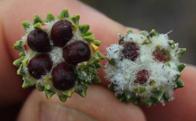 Phylica stenantha, photographed by Tony Rebelo