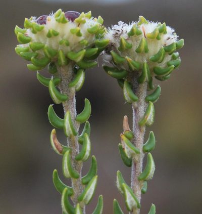 Phylica stenantha, photographed by Tony Rebelo