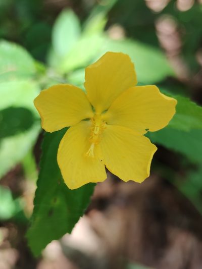 Pavonia uniflora, photographed by Liliana Ramírez-Freire