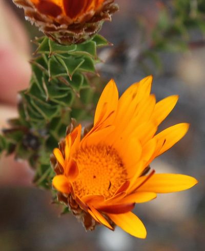 Oedera speciosa, photographed by Tony Rebelo
