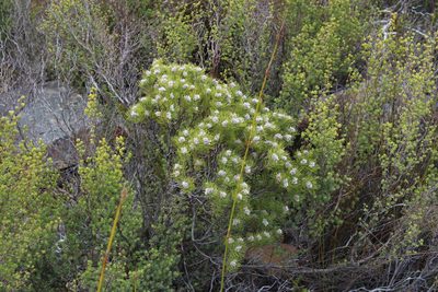 Paranomus capitatus, photographed by Tony Rebelo