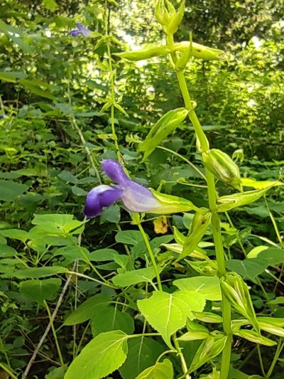 Salvia caudata, photographed by Liliana Ramírez-Freire