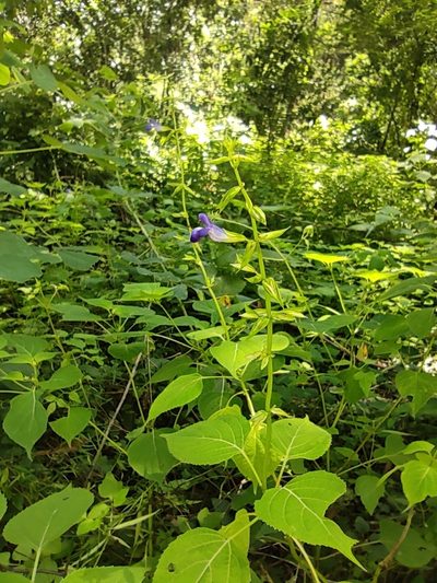 Salvia caudata, photographed by Liliana Ramírez-Freire