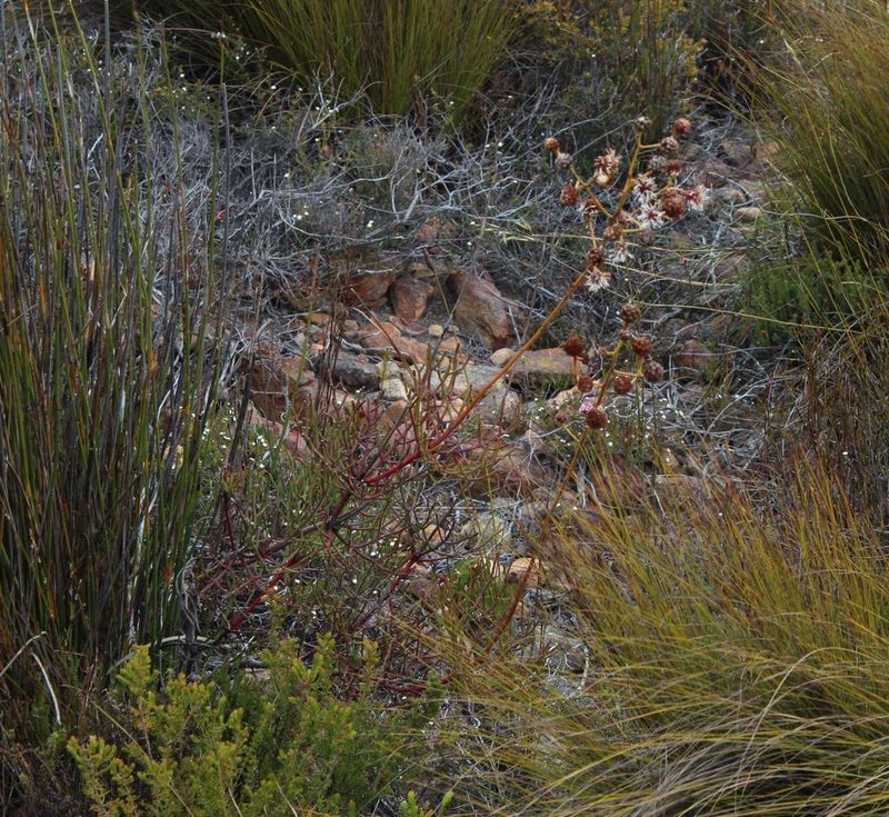 Serruria williamsii, photographed by Tony Rebelo