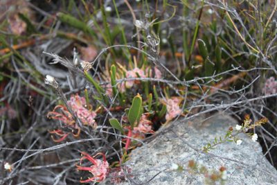 Leucospermum harpagonatum, photographed by Tony Rebelo