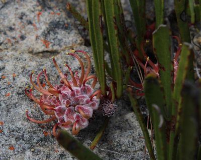 Leucospermum harpagonatum, photographed by Tony Rebelo