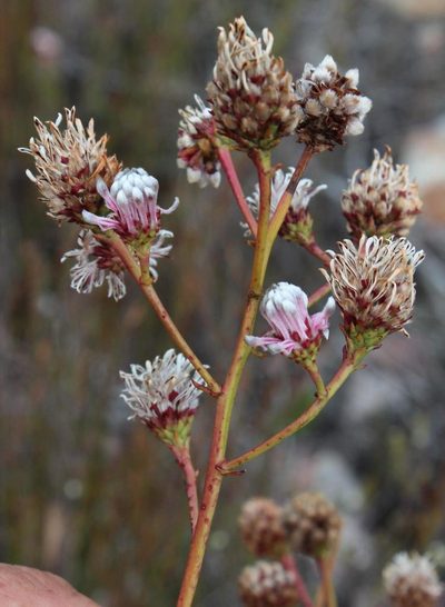 Serruria williamsii, photographed by Tony Rebelo