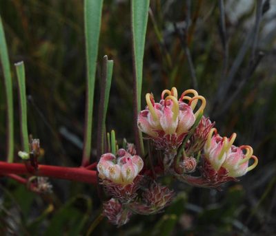 Leucospermum harpagonatum, photographed by Tony Rebelo