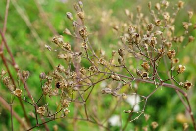 Gypsophila scorzonerifolia, photographed by Patrick Hacker