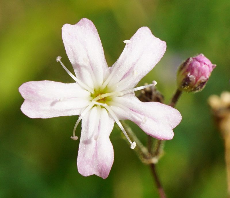 Gypsophila scorzonerifolia, photographed by Patrick Hacker
