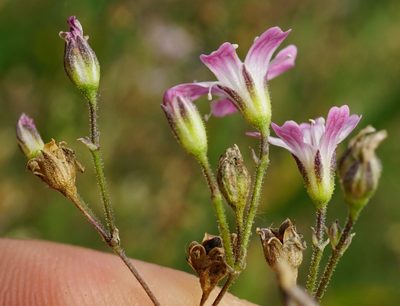 Gypsophila scorzonerifolia, photographed by Patrick Hacker