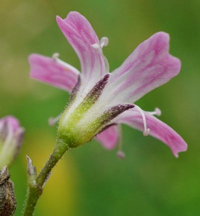 Gypsophila scorzonerifolia, photographed by Patrick Hacker