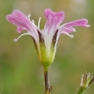 Gypsophila scorzonerifolia, photographed by Patrick Hacker