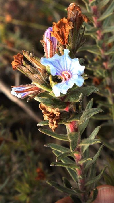 Lobostemon strigosus, photographed by Tony Rebelo