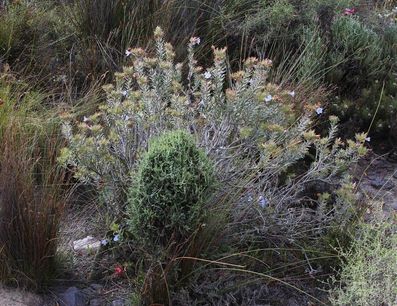 Lobostemon strigosus, photographed by Tony Rebelo