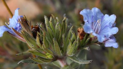 Lobostemon strigosus, photographed by Tony Rebelo