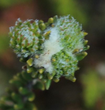 Phylica stenantha, photographed by Tony Rebelo