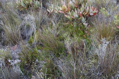 Phylica stenantha, photographed by Tony Rebelo