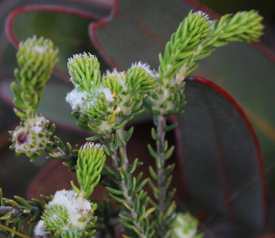 Phylica stenantha, photographed by Tony Rebelo