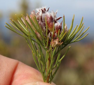 Paranomus capitatus, photographed by Tony Rebelo