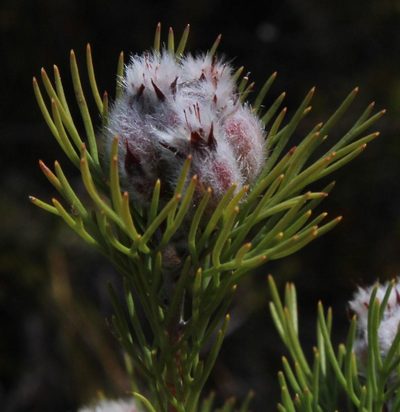 Paranomus capitatus, photographed by Tony Rebelo