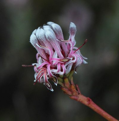 Serruria williamsii, photographed by Tony Rebelo