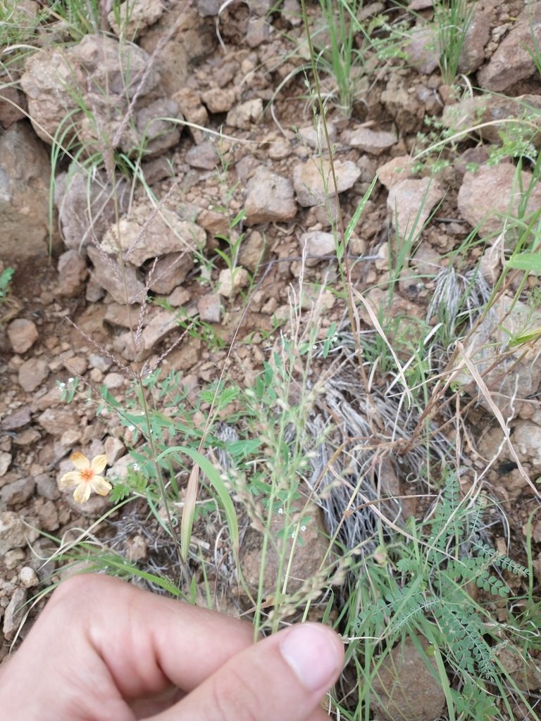 Urochloa arizonica, photographed by Daniel
