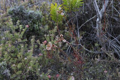 Serruria williamsii, photographed by Tony Rebelo