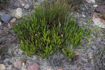 Leucospermum harpagonatum, photographed by Tony Rebelo