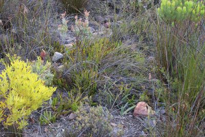 Leucospermum harpagonatum, photographed by Tony Rebelo