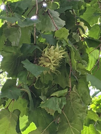 Corylus colurna, photographed by Piermario Maculan
