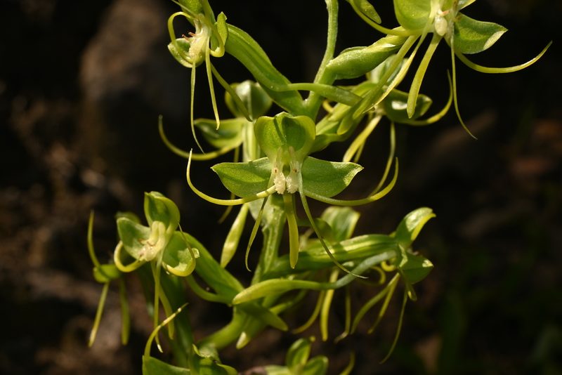 Habenaria jaliscana, photographed by Dante S. Figueroa