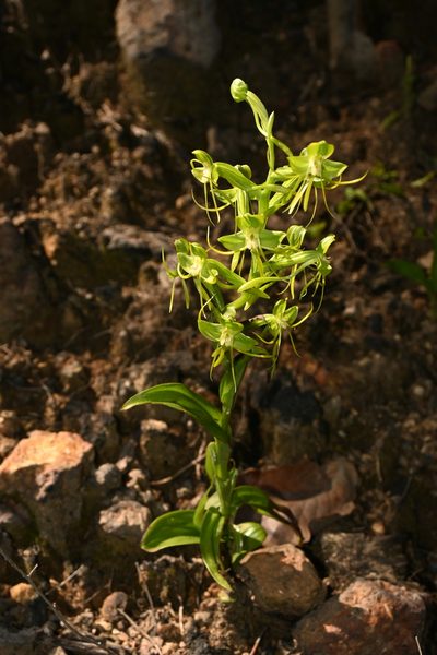 Habenaria jaliscana, photographed by Dante S. Figueroa