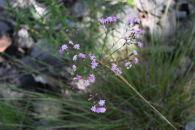 Stevia viscida, photographed by Dante S. Figueroa