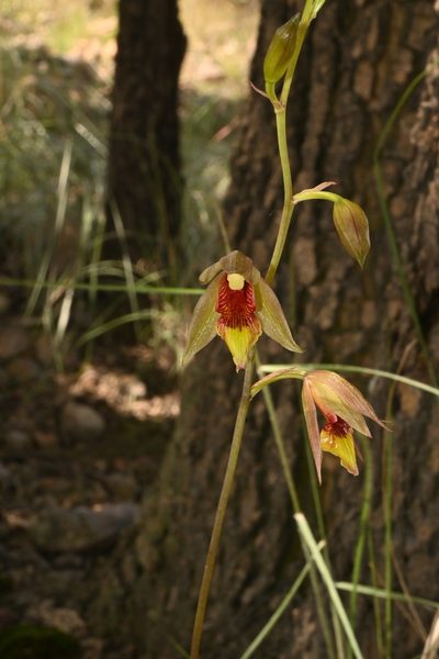 Bletia roezlii, photographed by Dante S. Figueroa