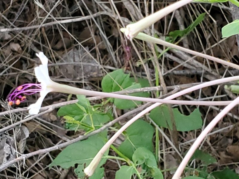 Mirabilis longiflora, photographed by Craig Martin