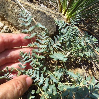 Euphorbia lata, photographed by Annika Lindqvist