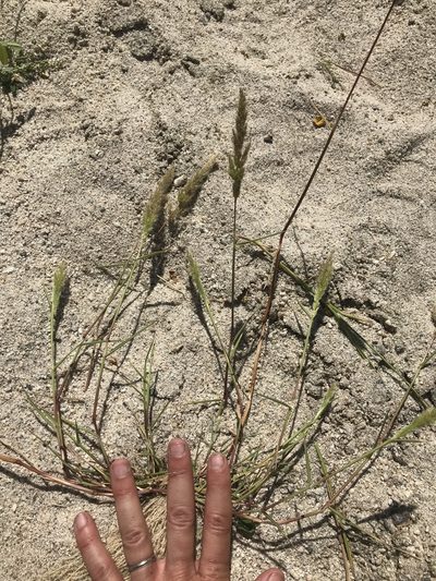 Polypogon interruptus, photographed by Amy Huie
